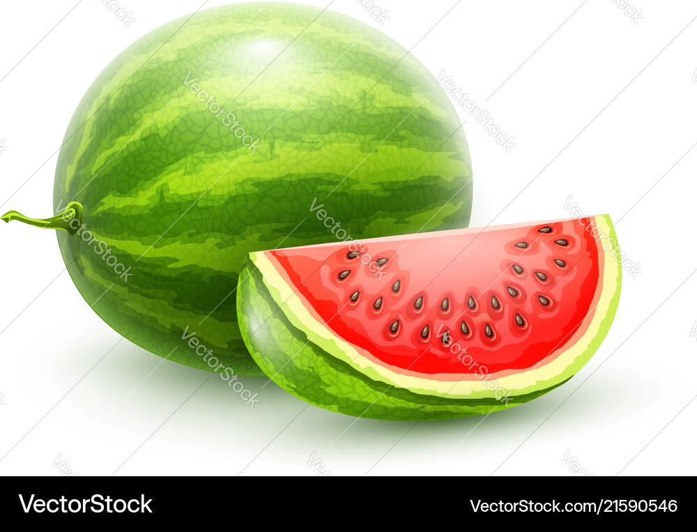Watermelon whole fresh ripe Royalty Free Vector Image