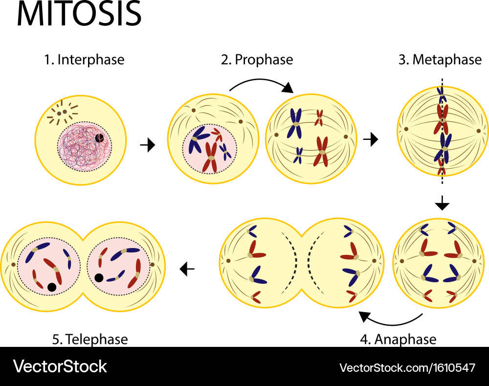 Mitisis Royalty Free Vector Image - VectorStock