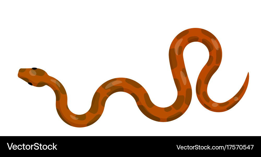 Red Python Snake Top View Vector Image