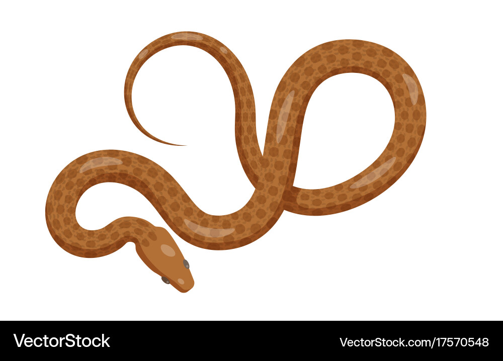 Slither brown python snake top view icon Vector Image