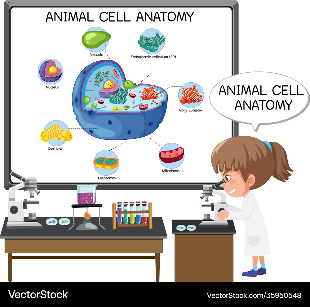 Tierzelle Anatomisches Diagramm vektorbild