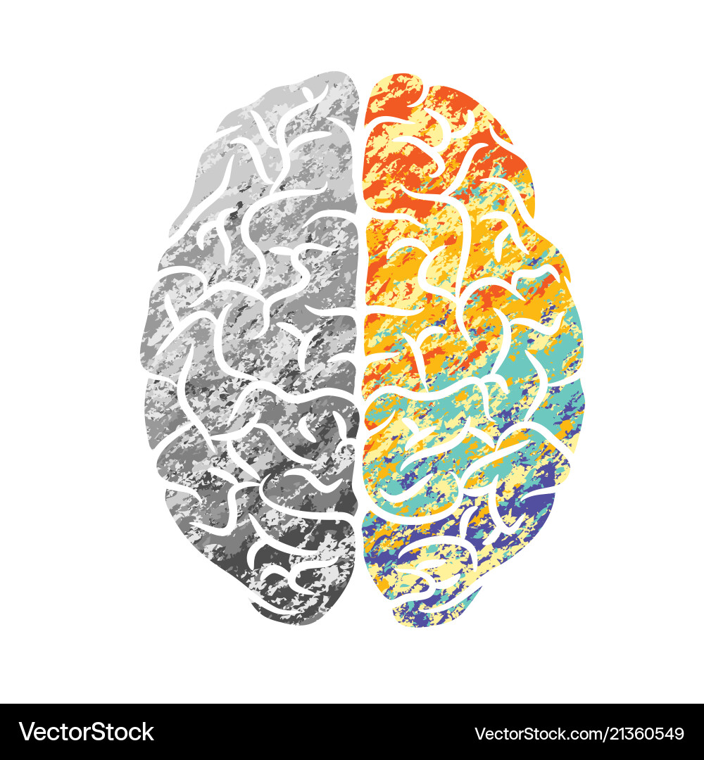 Brain gray and color Brain gray and color Vector Image