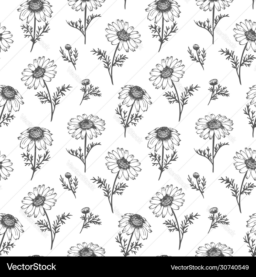 Chamomile pattern seamless background with hand Vector Image