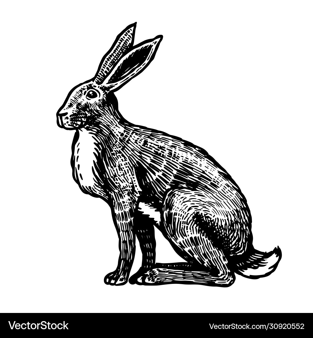 Wild hare or brown rabbit sits european bunny Wild hare or brown rabbit sits european bunny vector image