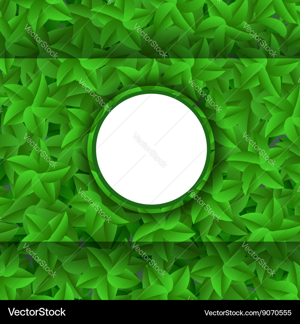 Green leaves pattern evergreen hedgegrow Vector Image