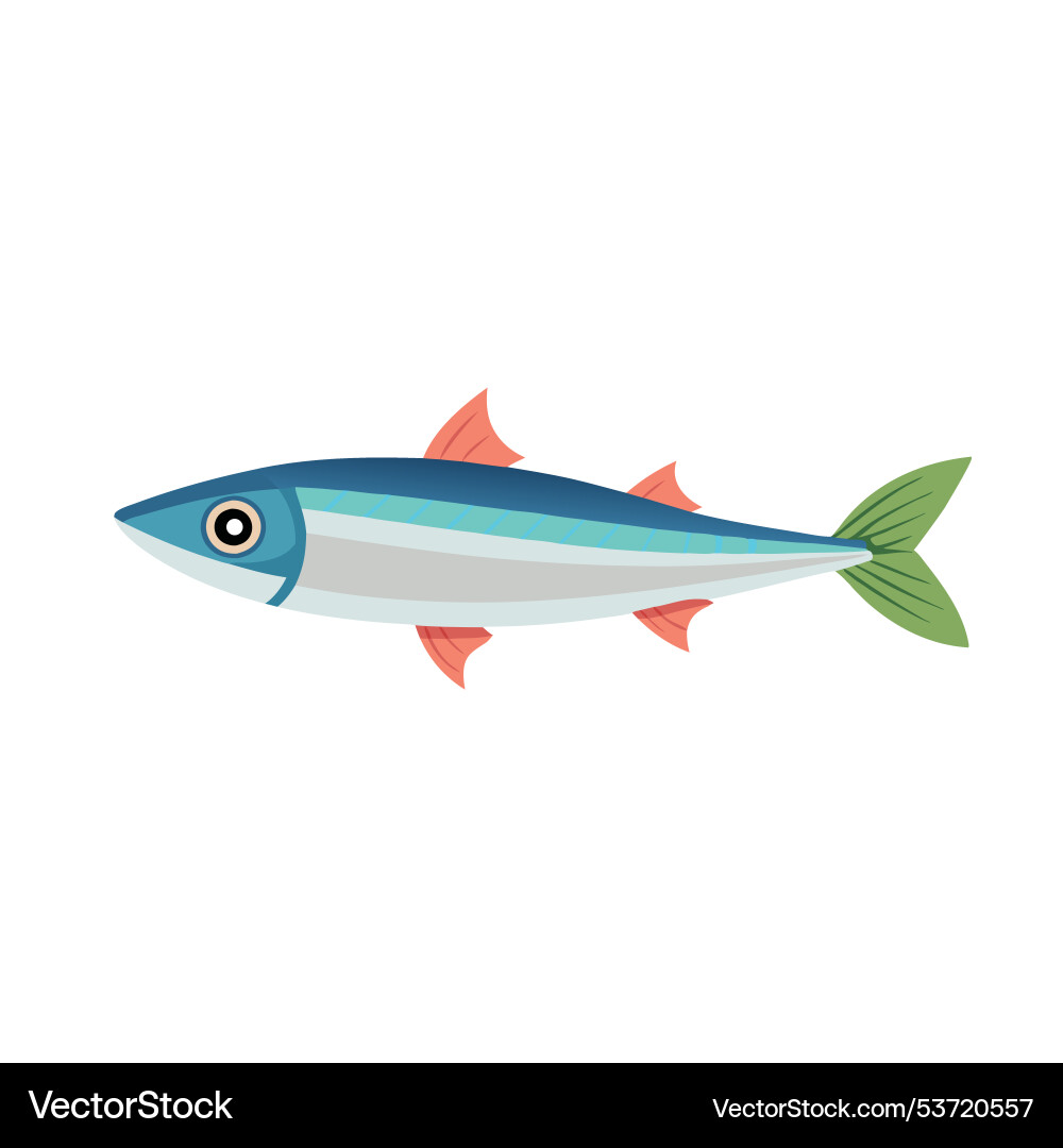 Anchovies animal isolated flat on white background Anchovies animal isolated flat on white background vector image