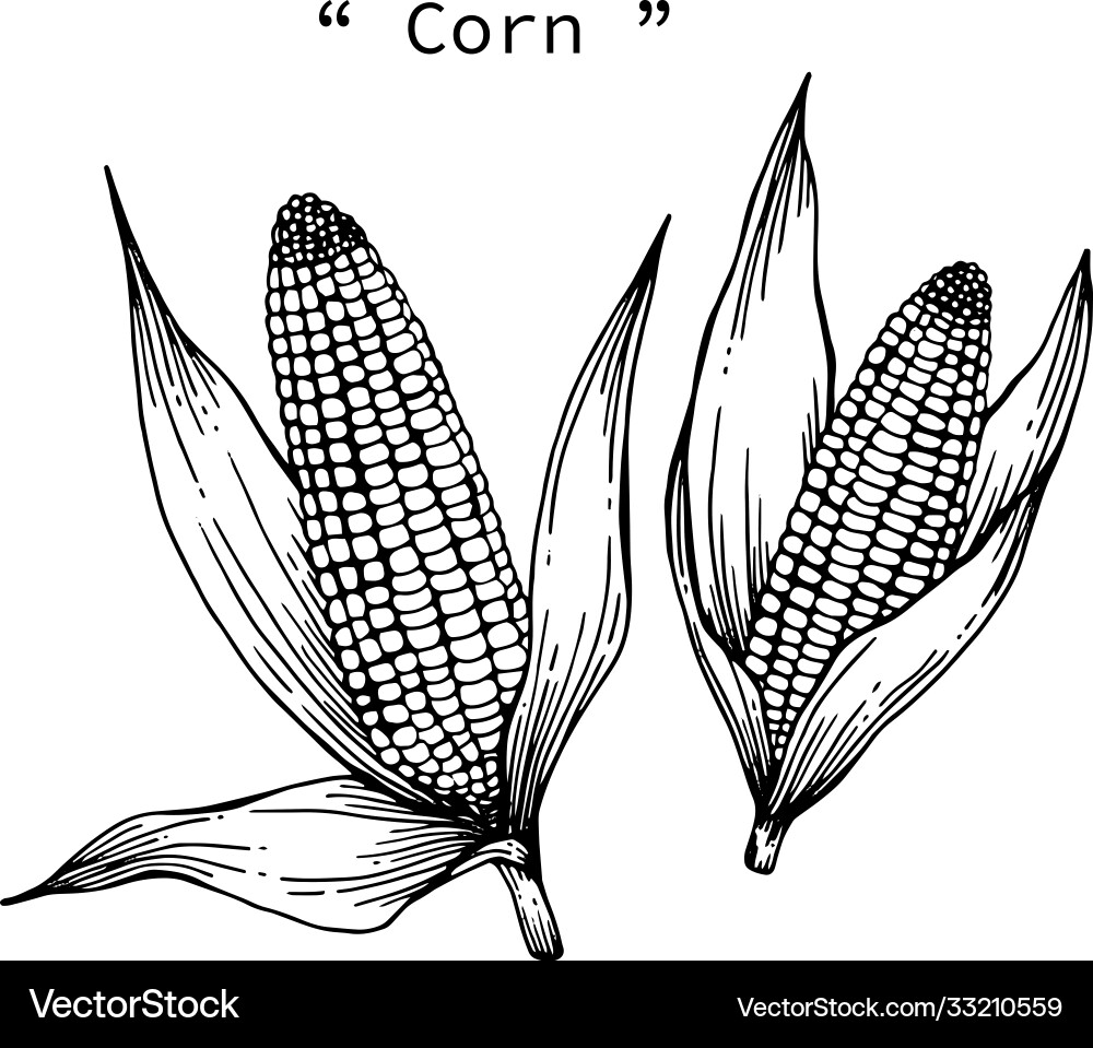 Corn drawing hand drawn line art Vector Image