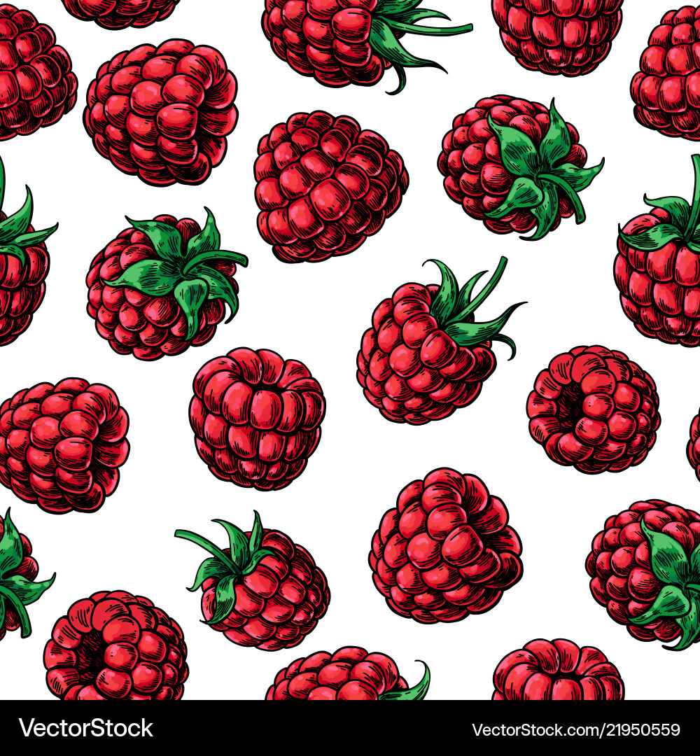 Raspberry seamless pattern drawing Raspberry seamless pattern drawing vector image
