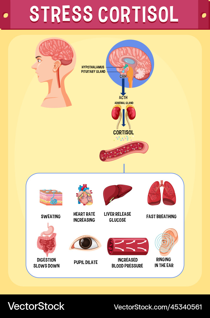 Stress cortisol system scheme Royalty Free Vector Image
