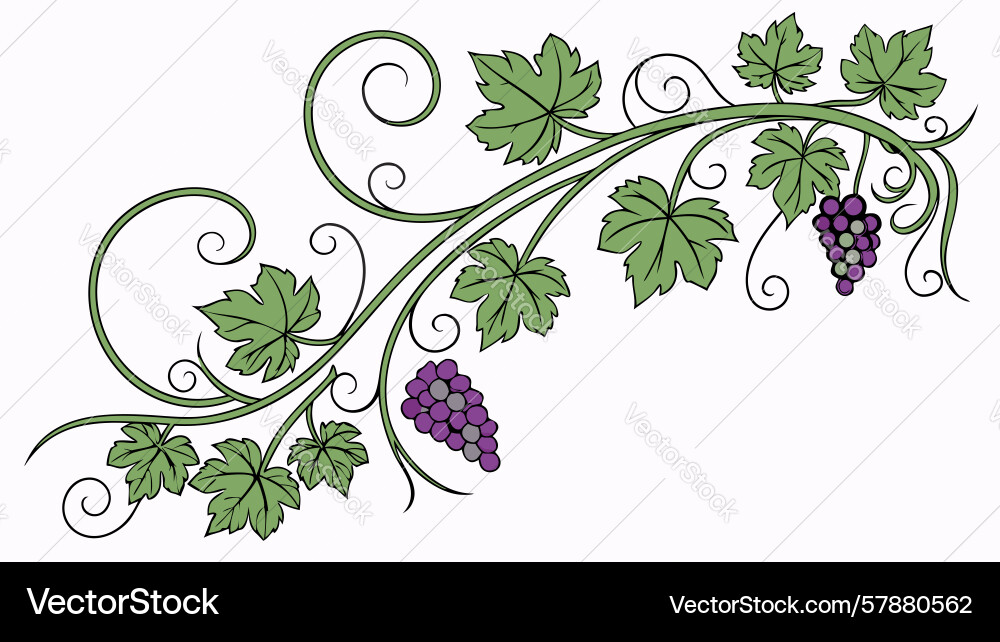 Stylized grape vine with elegant clusters Vector Image