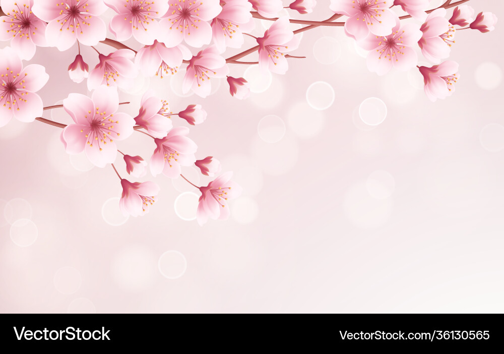 Elegant Cherry Blossom Background vector image