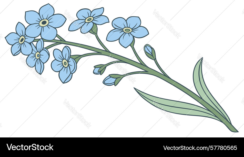 Forget-me-not flower stem for memory design Vector Image