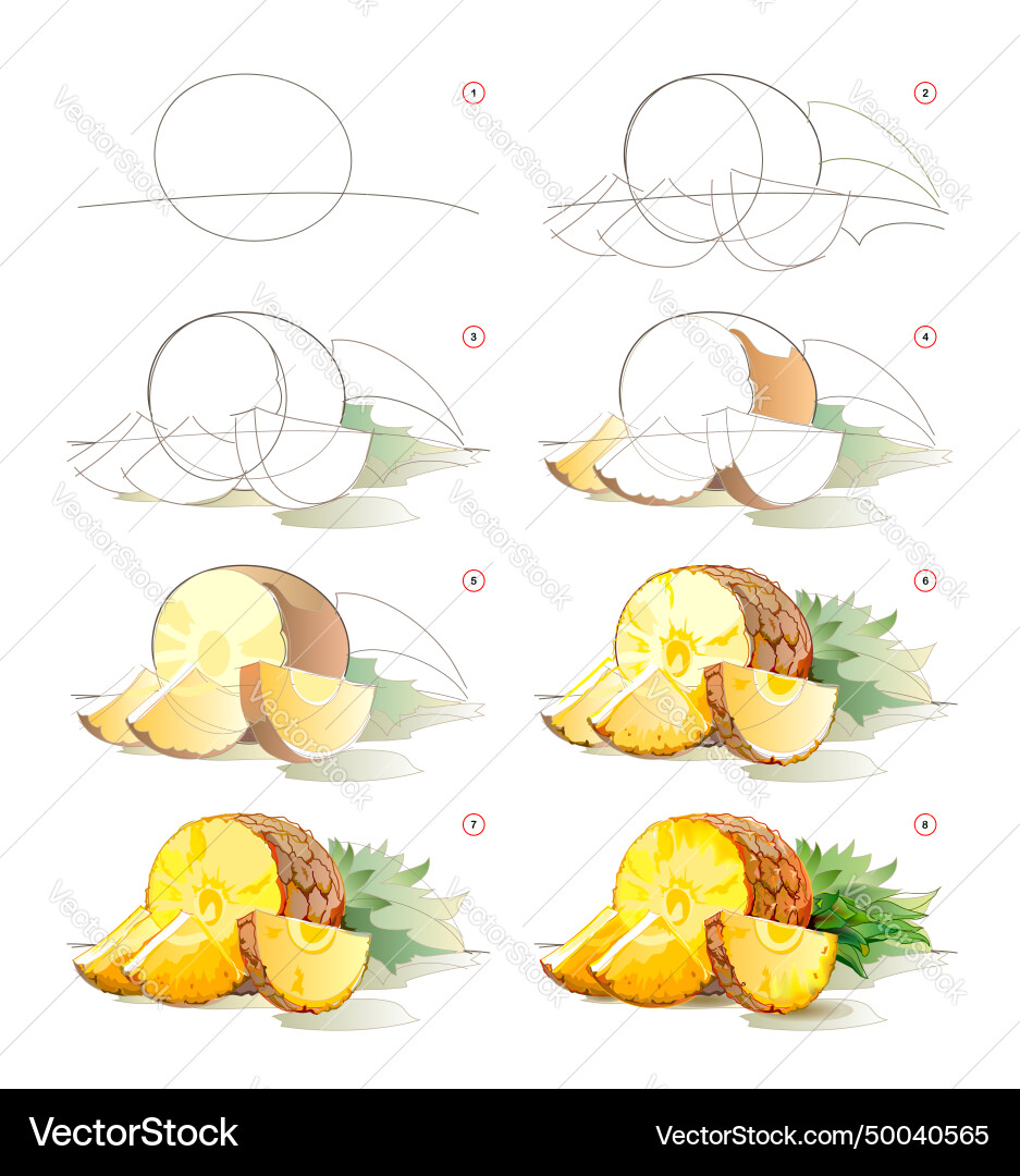How to learn draw sketch of a pineapple vector image