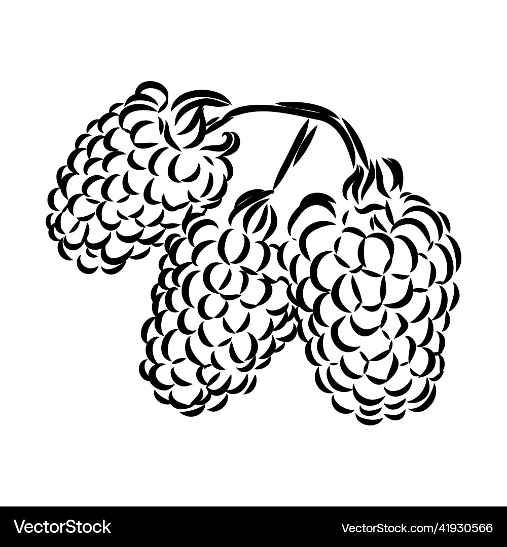 Isolated raspberry berries branch contour line Vector Image