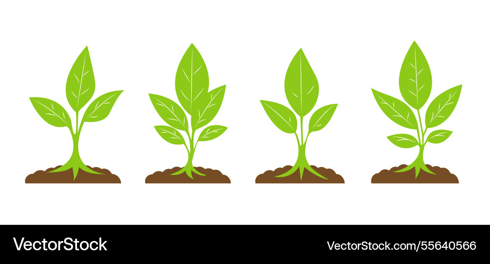Set of sprouts on a white background Vector Image