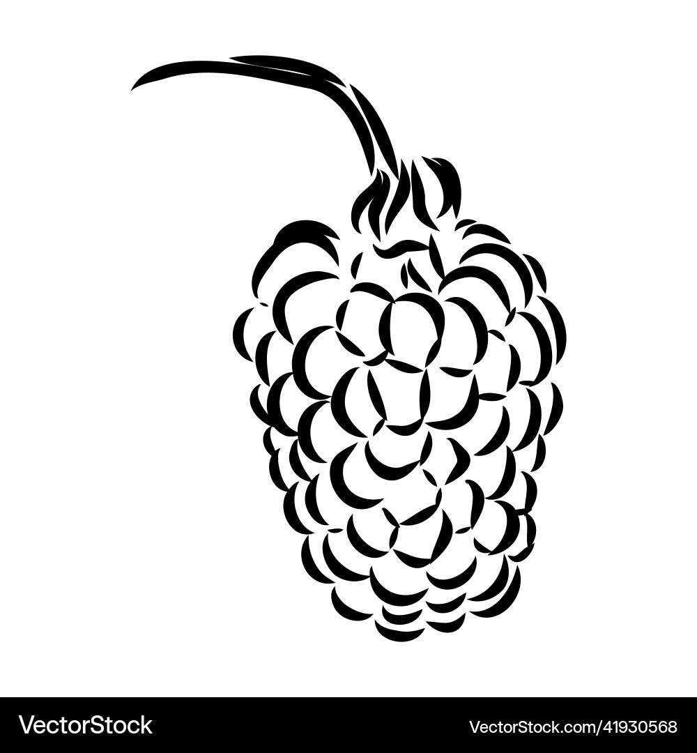 Isolated raspberry berries branch contour line Vector Image