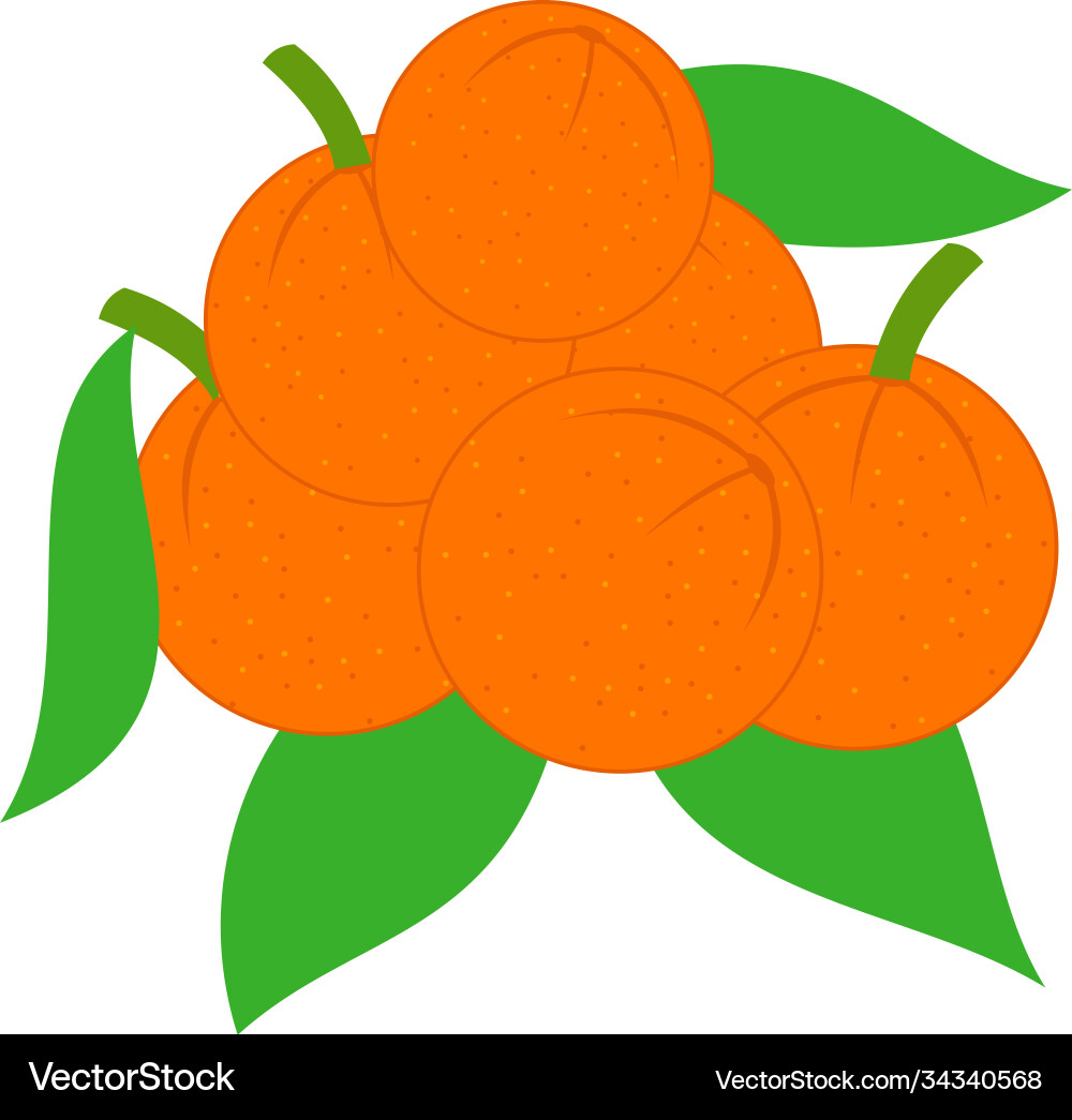 Orange design slice part set Vector Image