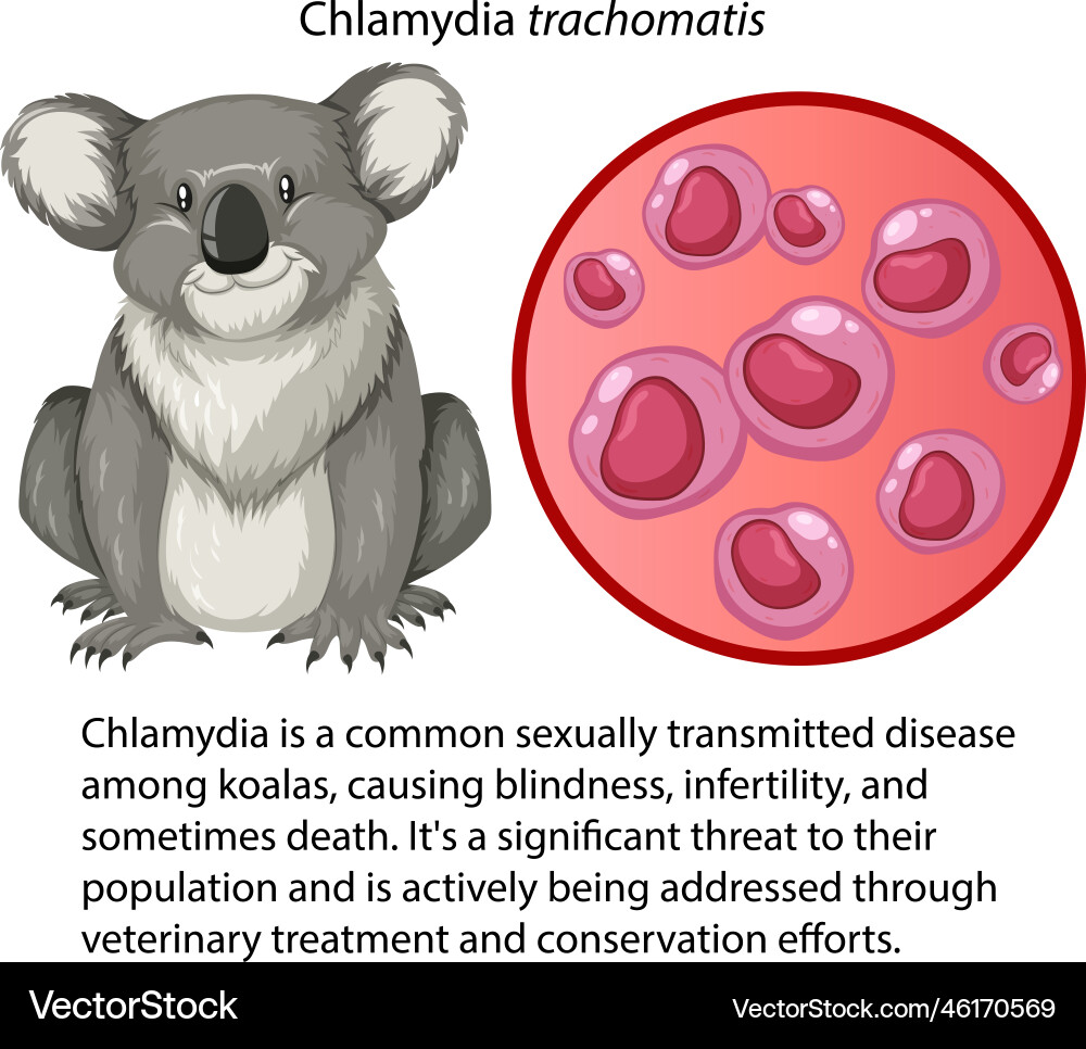 Chlamydia trachomatis with explanation vector image
