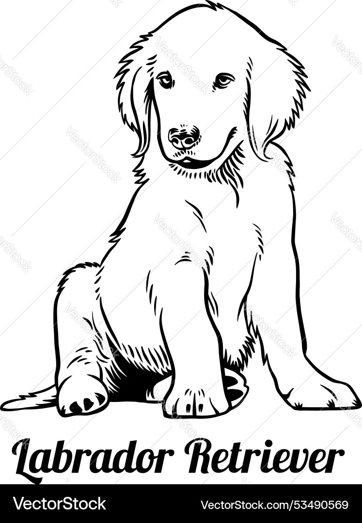 Puppy labrador retriever - dog breed funny Vector Image