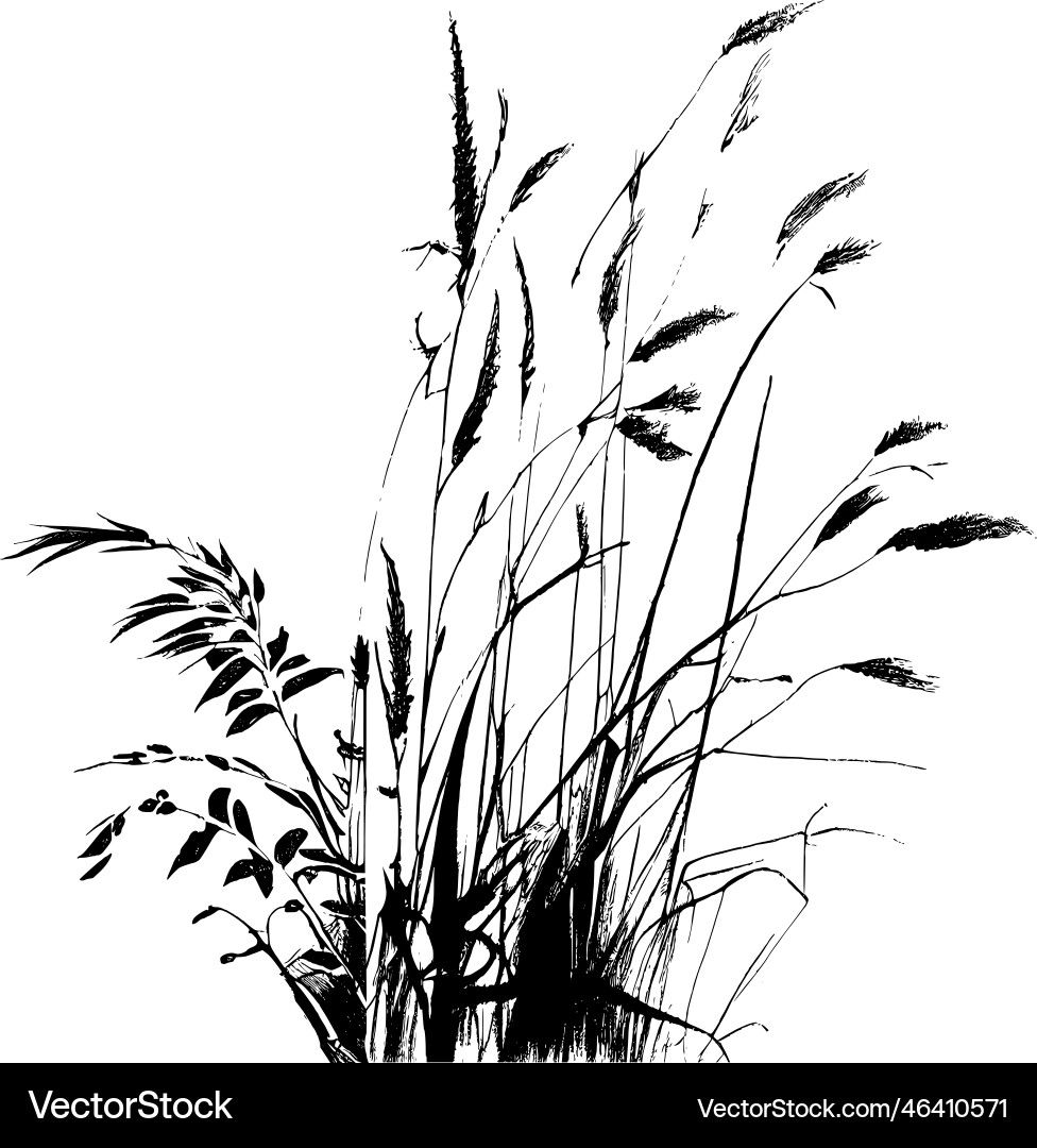 Bild einer Silhouette Reed oder Bulrush auf weiß Bild einer Silhouette Reed oder Bulrush auf weiß vektorbild