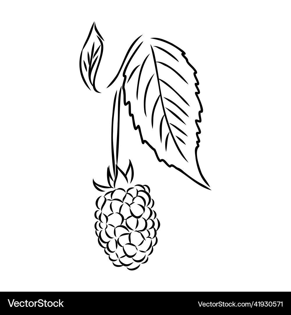 Isolated raspberry berries branch contour line Isolated raspberry berries branch contour line Vector Image