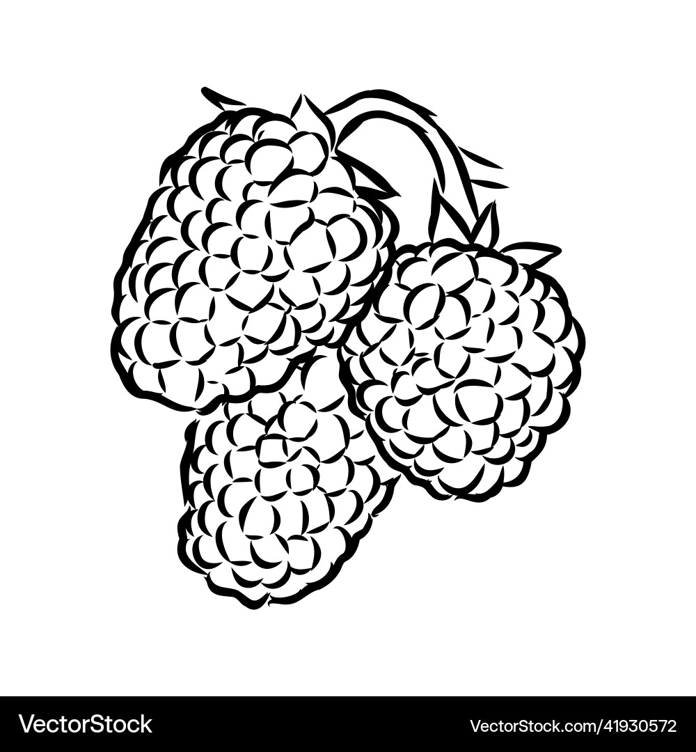 Isolated raspberry berries branch contour line Vector Image