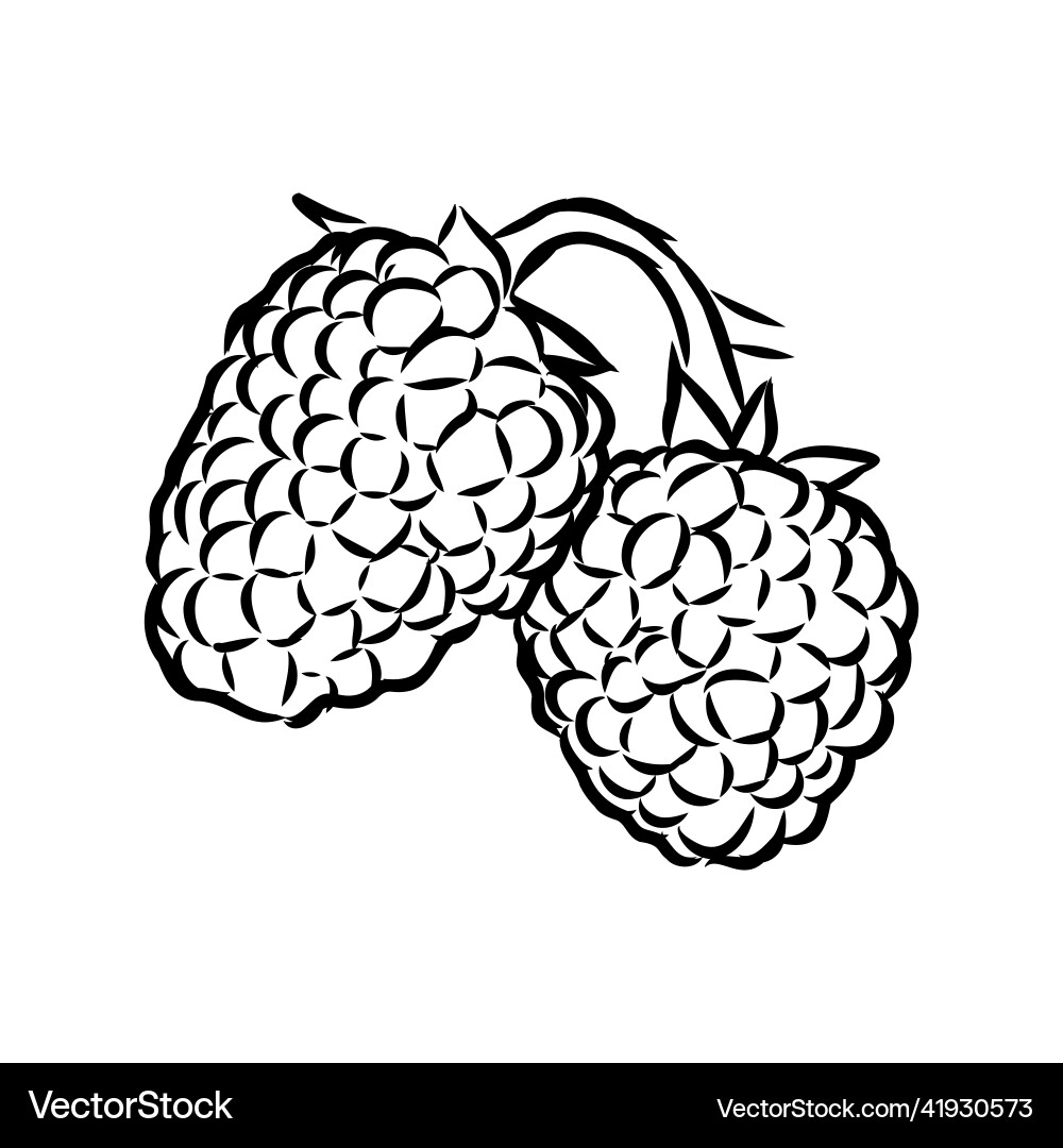 Isolated raspberry berries branch contour line Isolated raspberry berries branch contour line Vector Image