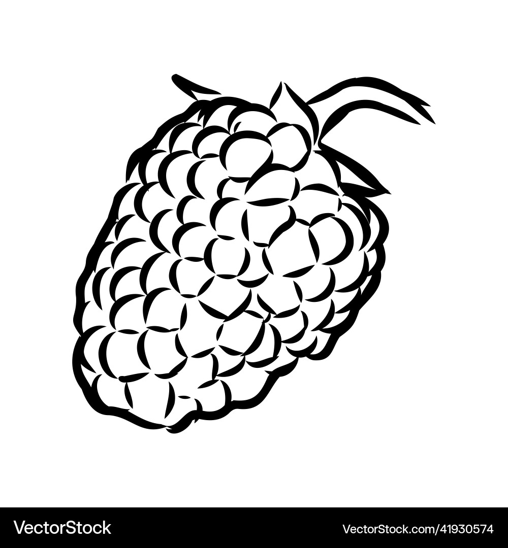 Isolated raspberry berries branch contour line Vector Image
