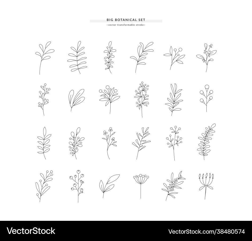 Set different botanical design elements Set different botanical design elements vector image