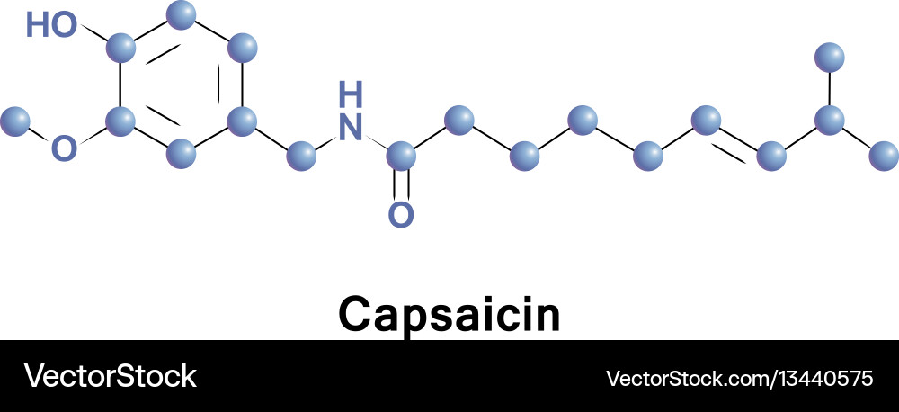 Capsaicin ist ein aktiver Bestandteil von Chili Capsaicin ist ein aktiver Bestandteil von Chili vektorbild