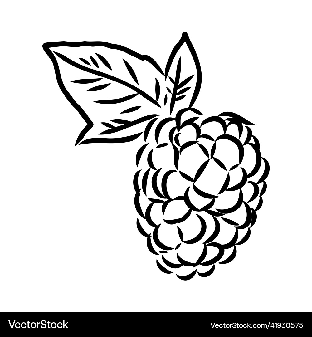 Isolated raspberry berries branch contour line Vector Image