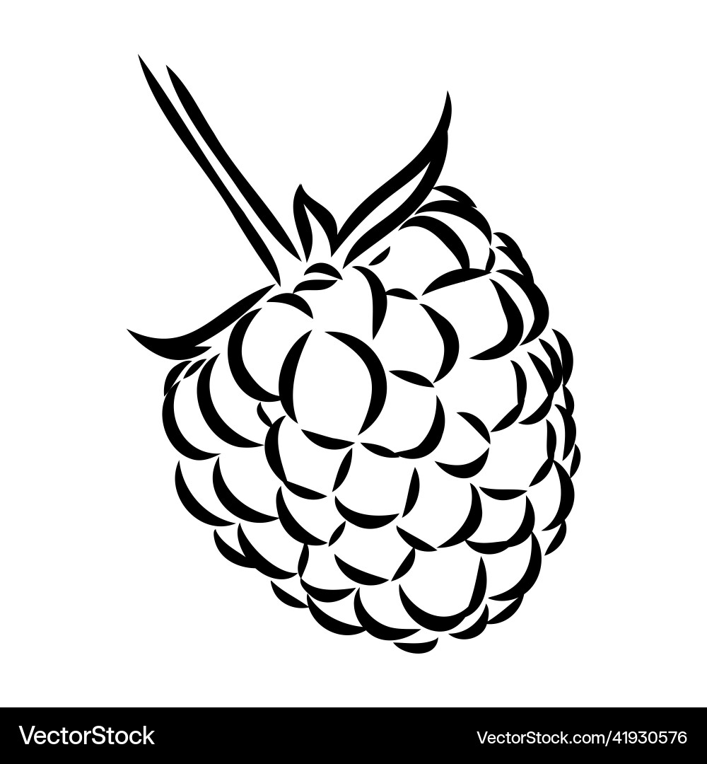 Isolated raspberry berries branch contour line Isolated raspberry berries branch contour line Vector Image
