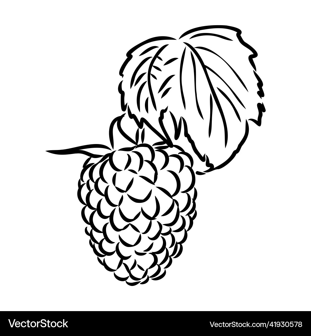Isolated raspberry berries branch contour line Isolated raspberry berries branch contour line Vector Image