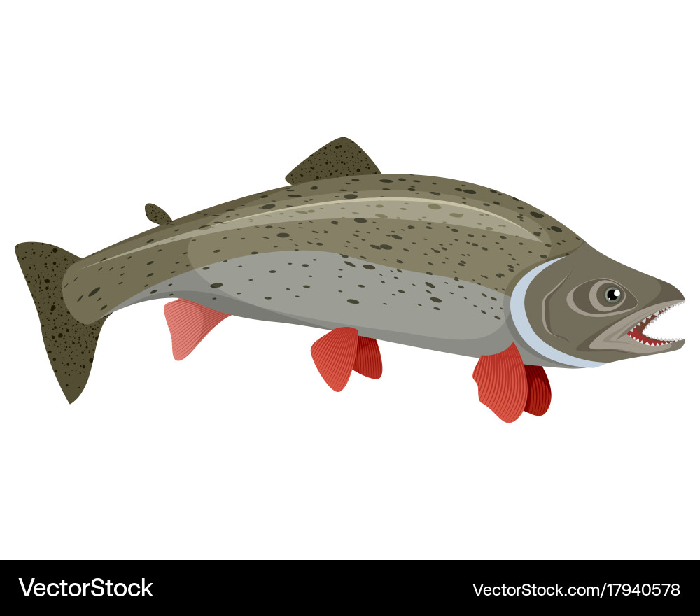 Realistic trout on white background Vector Image
