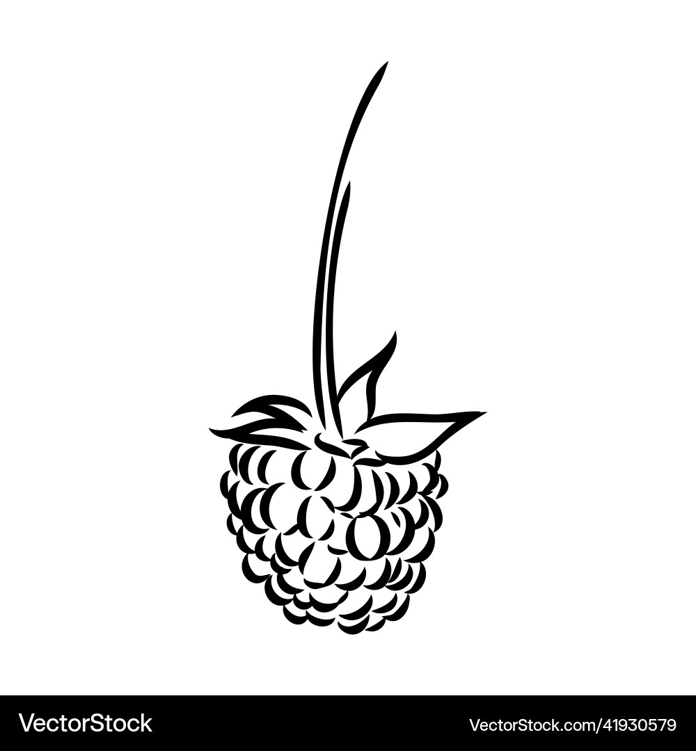 Isolated raspberry berries branch contour line Vector Image