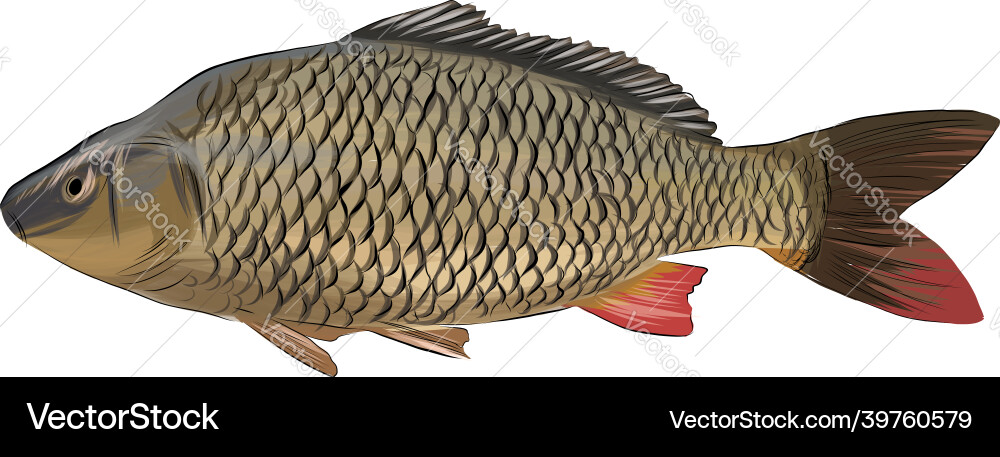 Karpfenfisch aus mehrfarbigen Farben Spritzer Vektorbild