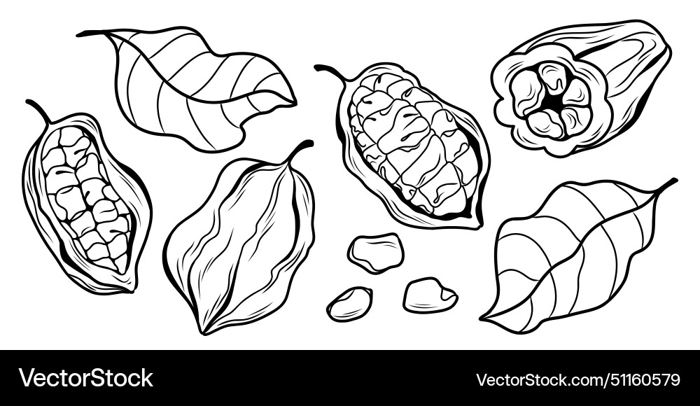 Large set on the theme of cocoa whole and opened Vector Image