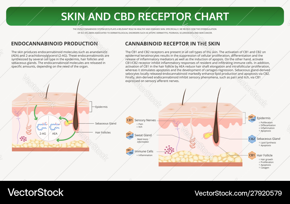 Skin und cbd Rezeptor-Chart horizontales Lehrbuch Skin und cbd Rezeptor-Chart horizontales Lehrbuch vektorbild