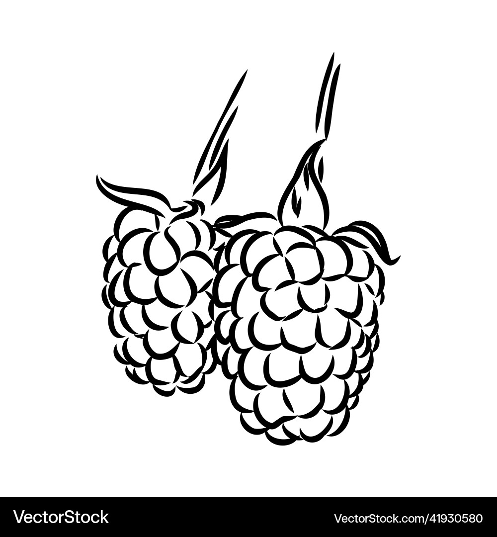 Isolated raspberry berries branch contour line Isolated raspberry berries branch contour line Vector Image