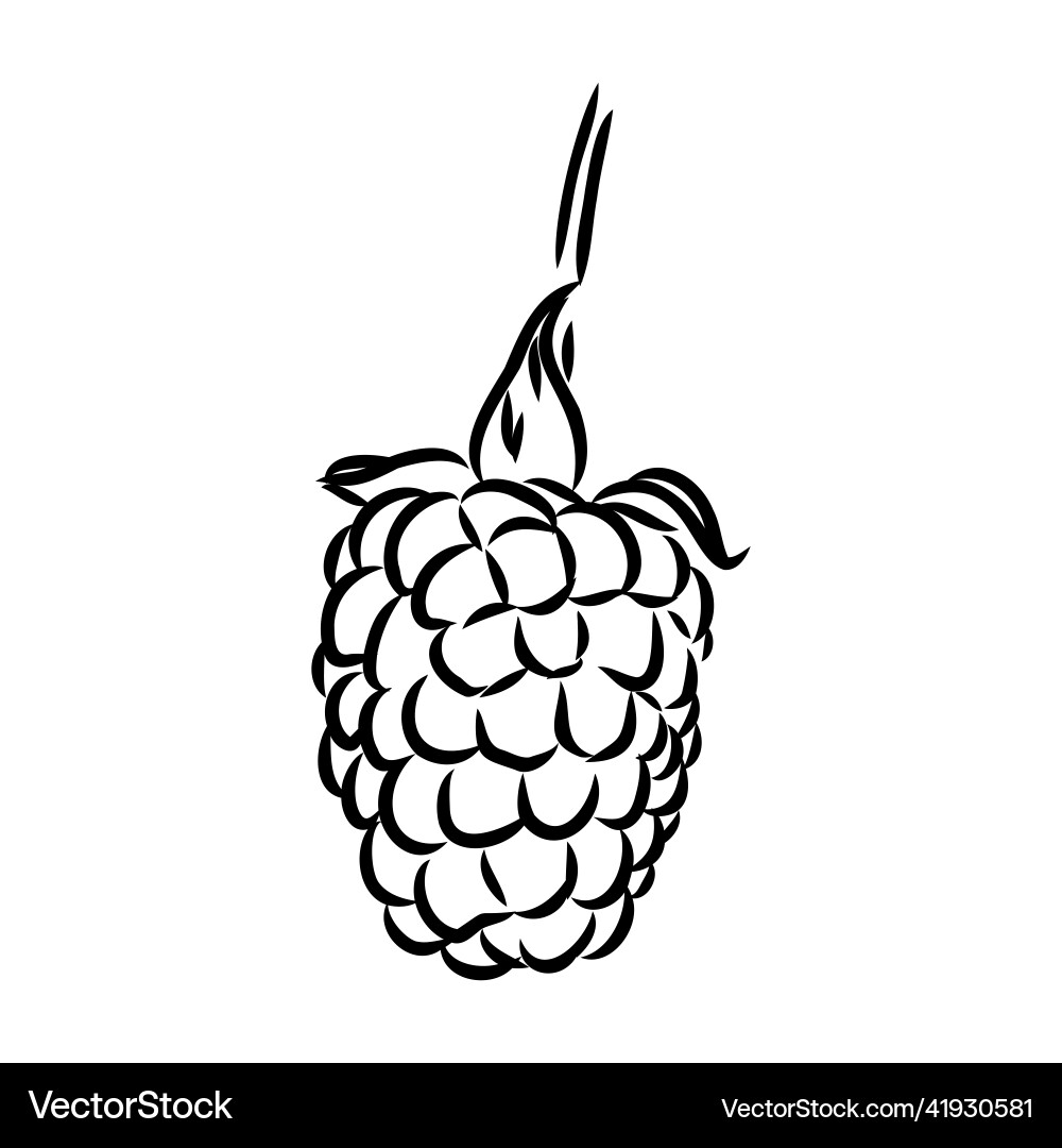 Isolated raspberry berries branch contour line Vector Image