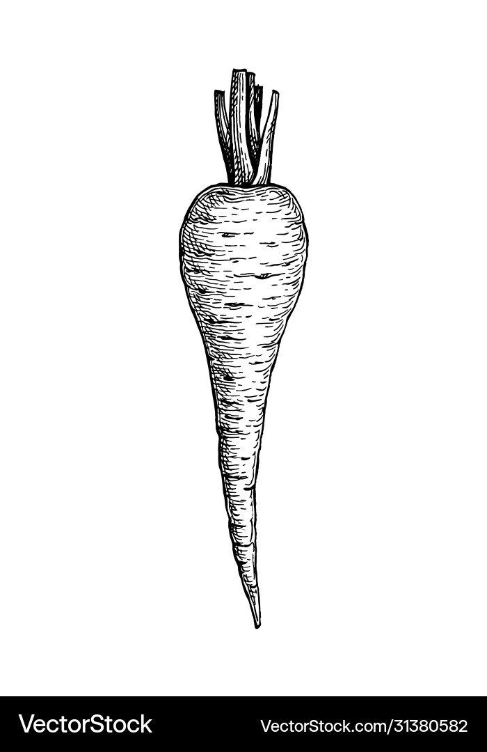 Ink Parsnip Sketch vector image