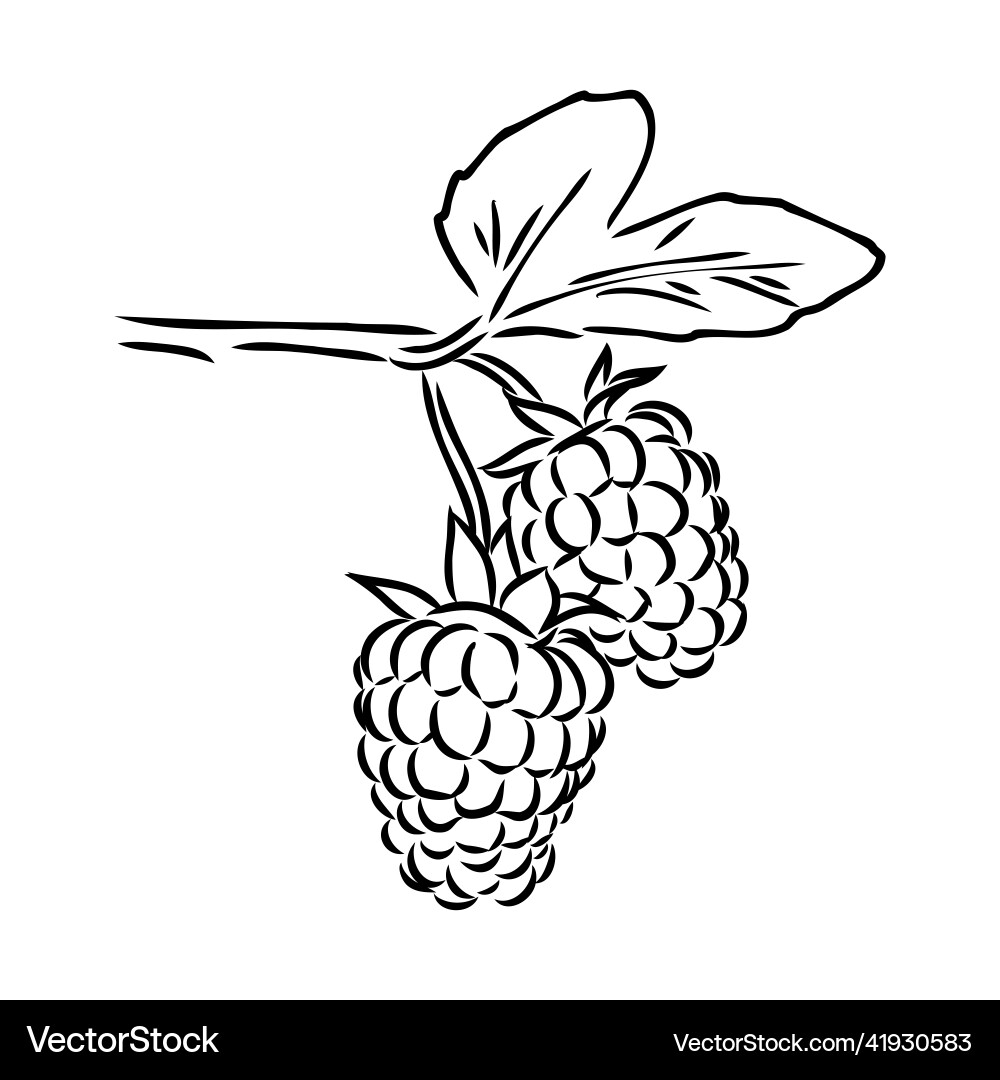 Isolated raspberry berries branch contour line Isolated raspberry berries branch contour line Vector Image