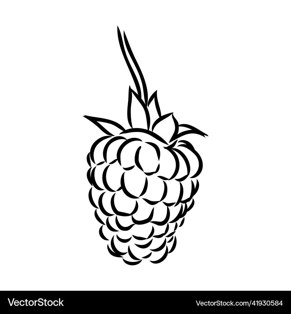 Isolated raspberry berries branch contour line Isolated raspberry berries branch contour line Vector Image
