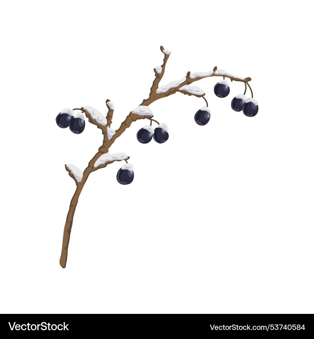 Tree branch with berries in winter Tree branch with berries in winter vector image