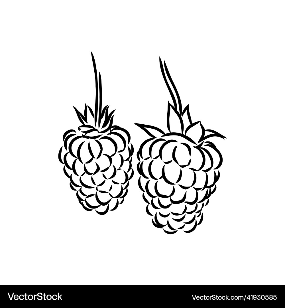 Isolated raspberry berries branch contour line Vector Image