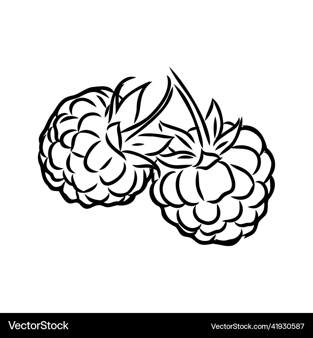 Isolated raspberry berries branch contour line Isolated raspberry berries branch contour line Vector Image