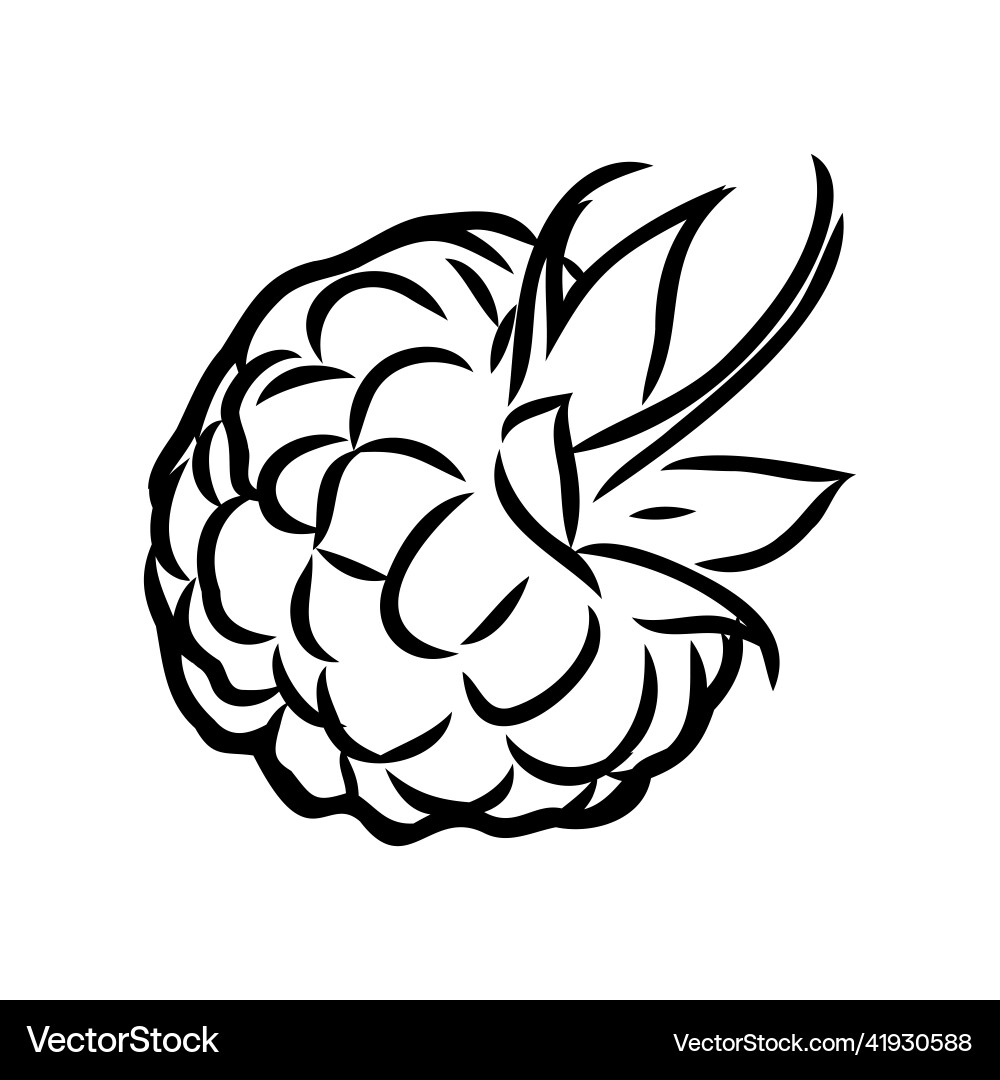 Isolated raspberry berries branch contour line Isolated raspberry berries branch contour line Vector Image