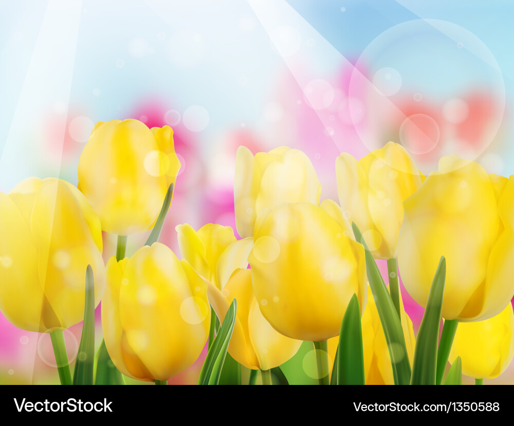 Yellow Tulip with Bokeh Vector Image