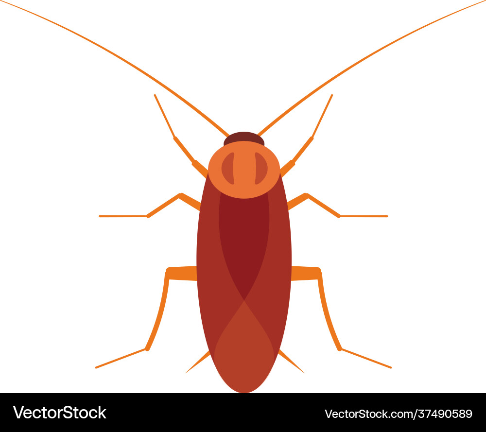 Cockroach bug isolated on a white background Vector Image