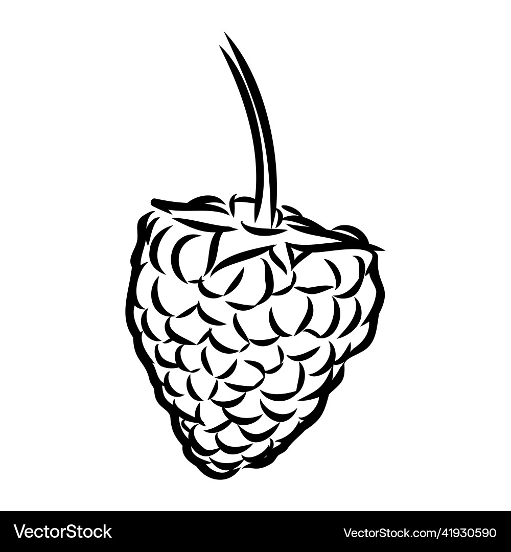 Isolated raspberry berries branch contour line Isolated raspberry berries branch contour line Vector Image